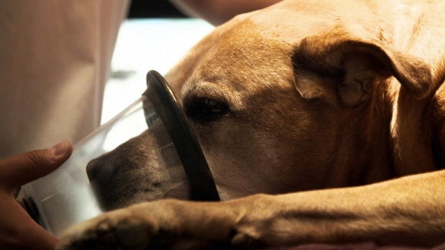 Still image for Ambulances animales season 1 episode 1: Episode 1 Still image for Ambulances animales season 1 episode 1: Episode 1