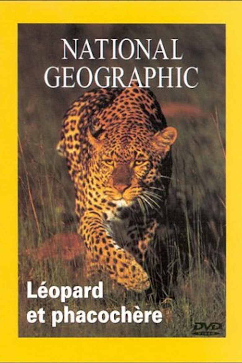 National Geographic Leopard et phacochere background