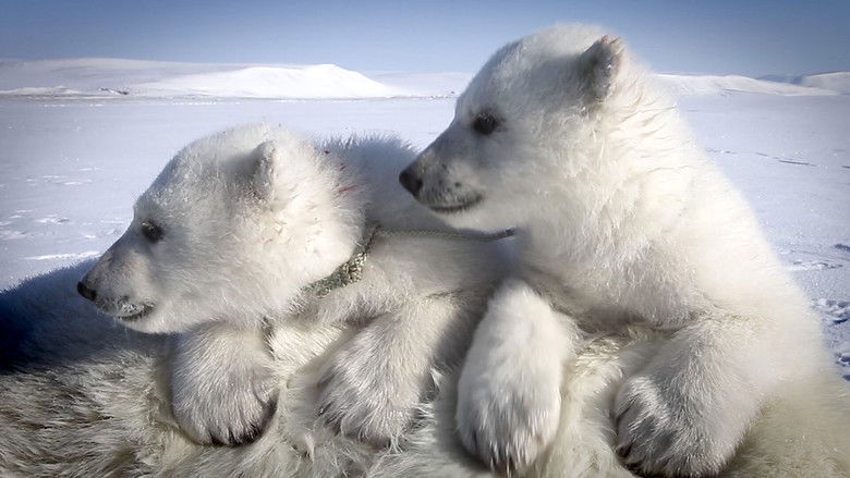 Still image for 72 Cutest Animals season 1 episode 10: Pole to Pole Still image for 72 Cutest Animals season 1 episode 10: Pole to Pole