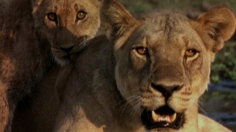 Ultimate Enemies: Elephants and Lions main backdrop