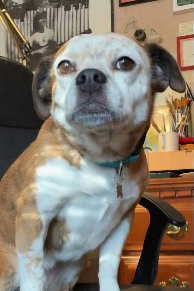 Photo de Dorothy the Dog