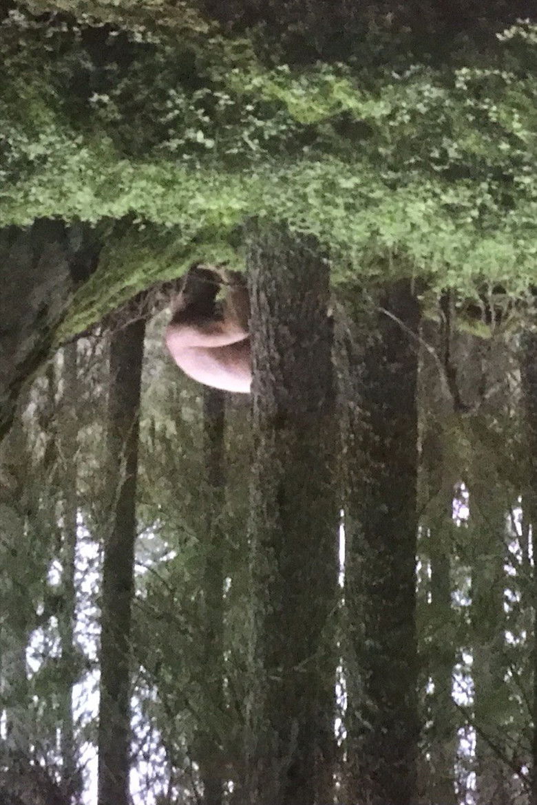 Imatge de Le Sacre Du Printemps (Tandvarkstallen)