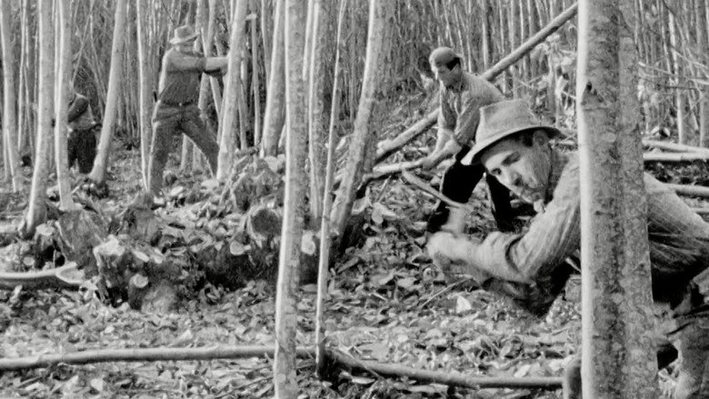 Il taglio del bosco 2