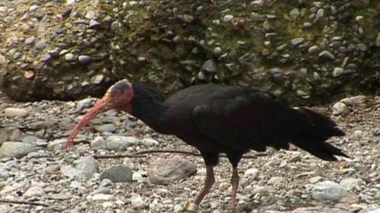 Přežili rok 2000 Sezóna 1 Epizoda 2 bombuj