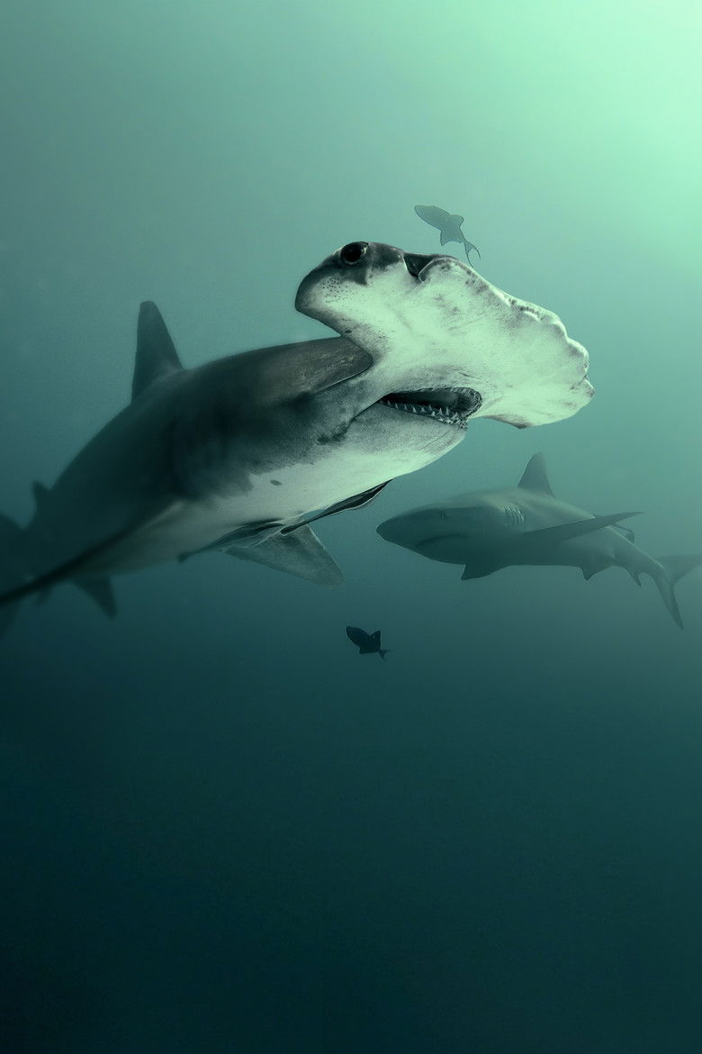 Imatge de Bull Shark vs. Hammerhead