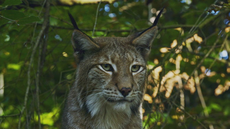 Still image for Carpathian Predators season 1 episode 1: Realm of the Bear