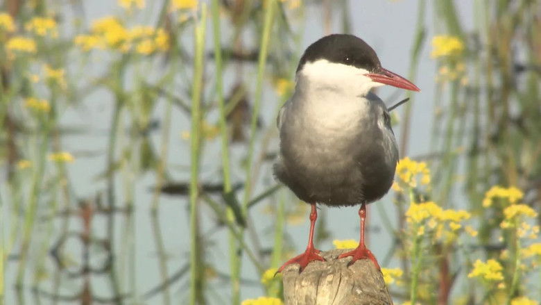 Still image for Au cœur des parcs régionaux naturels de France season 1 episode 1: Episode 1