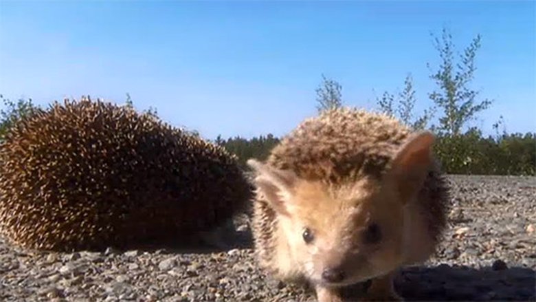 Podivuhodná cesta ježka Aladina Sezóna 1 Epizoda 11 bombuj