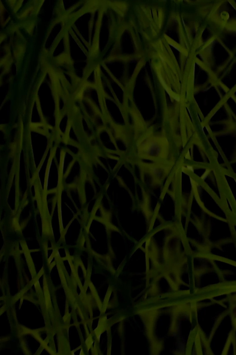 Imatge de Querer de infância ou ritos de passagem para Moema