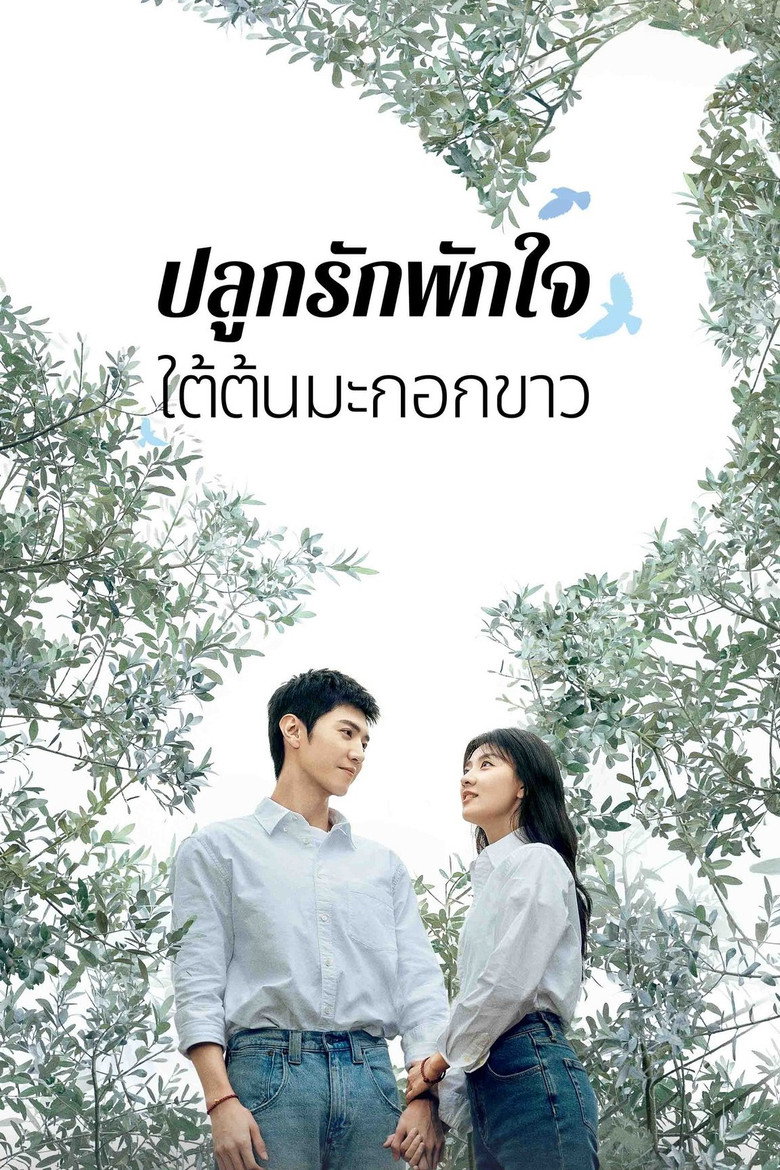 ปลูกรักพักใจ ใต้ต้นมะกอกขาว