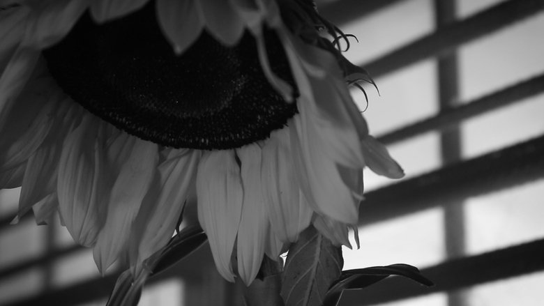 How To Water A Sunflower movie poster