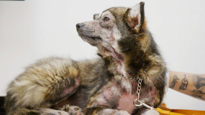 Still image for Ambulances animales season 1 episode 19: Episode 19 Still image for Ambulances animales season 1 episode 19: Episode 19