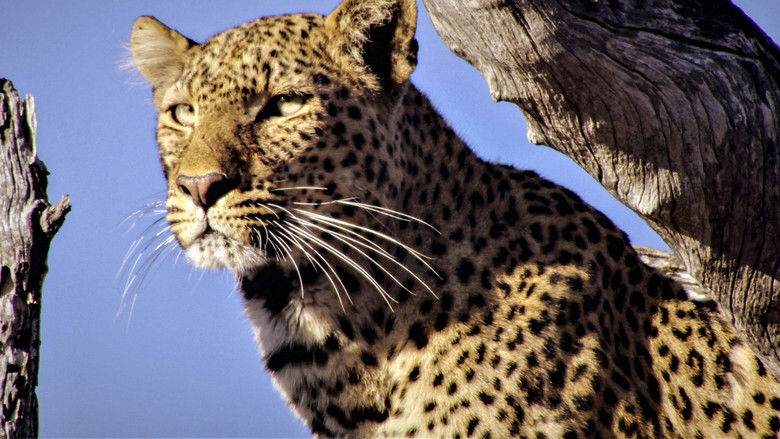 Still image for Tierische Kämpfe season 1 episode 1: Episode 1