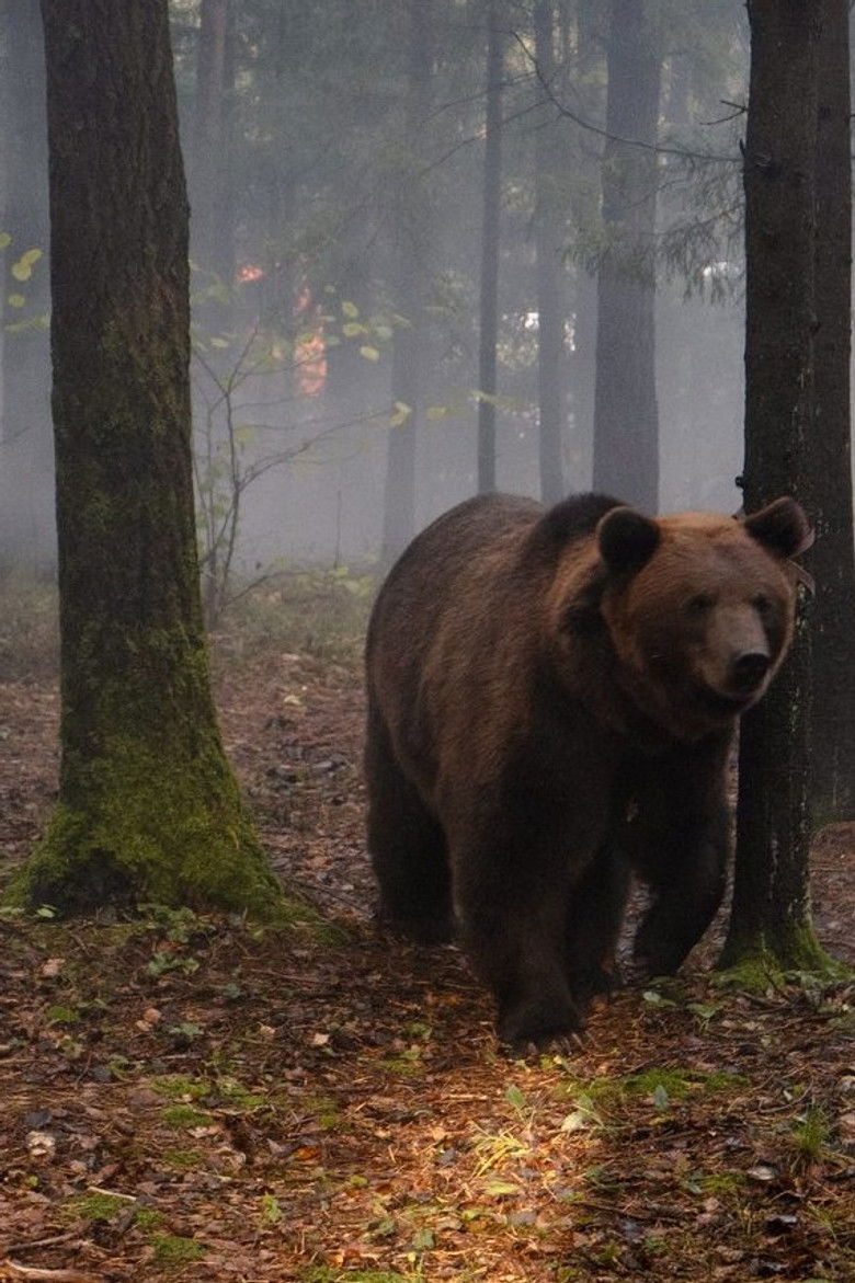 Imatge de Мой папа — медведь