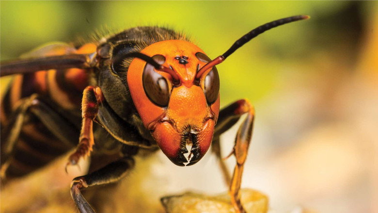 Backdrop from Asia's killer hornets