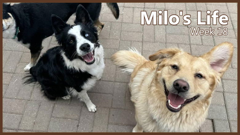 Still image for Milo's Life season 1 episode 18: So Many Friends | Week 18 Still image for Milo's Life season 1 episode 18: So Many Friends | Week 18