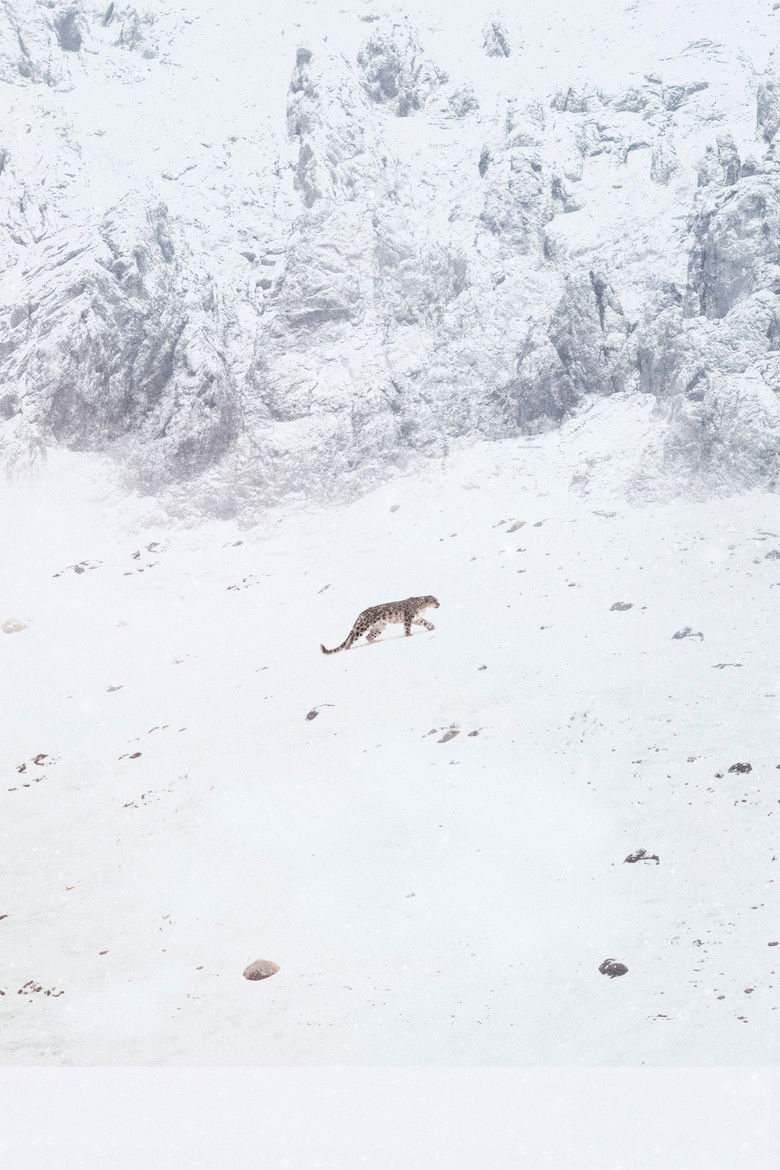 Imatge de La Panthère des neiges