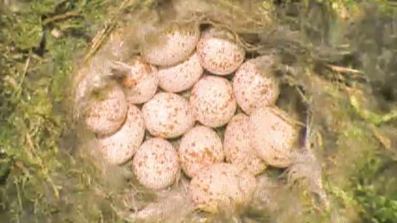 Still from The Life of Birds - Season 1 Episode 8