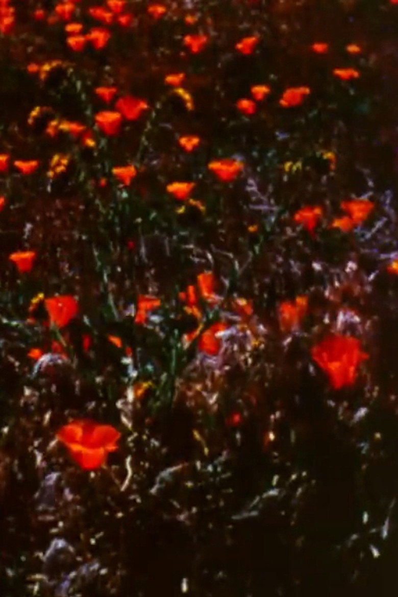Imatge de Poppy Fields Forever