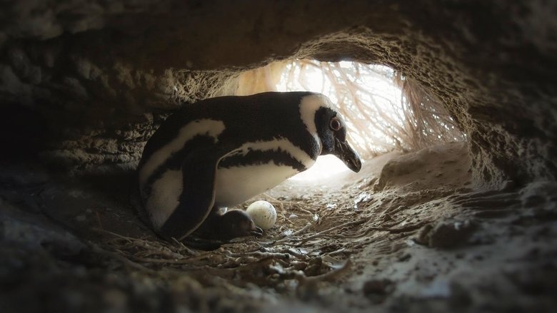 Tập 2 - Secrets of the Penguins
