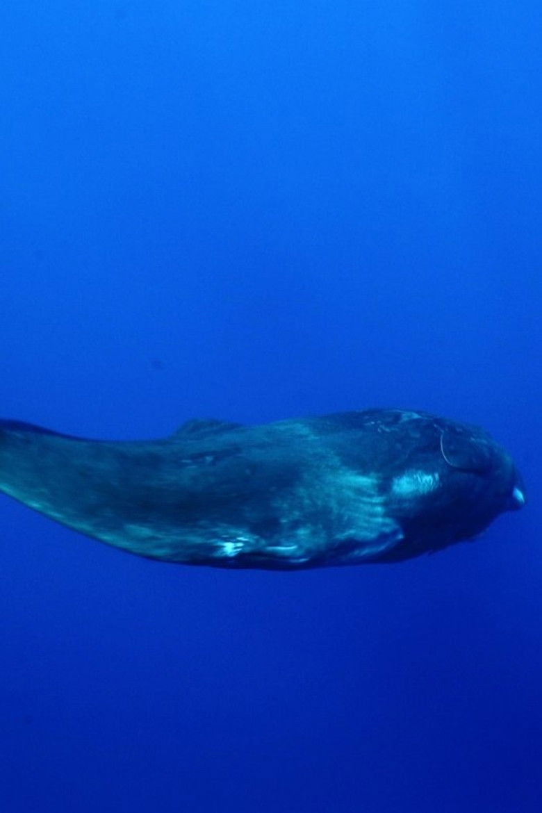 Imatge de L'effort des hommes