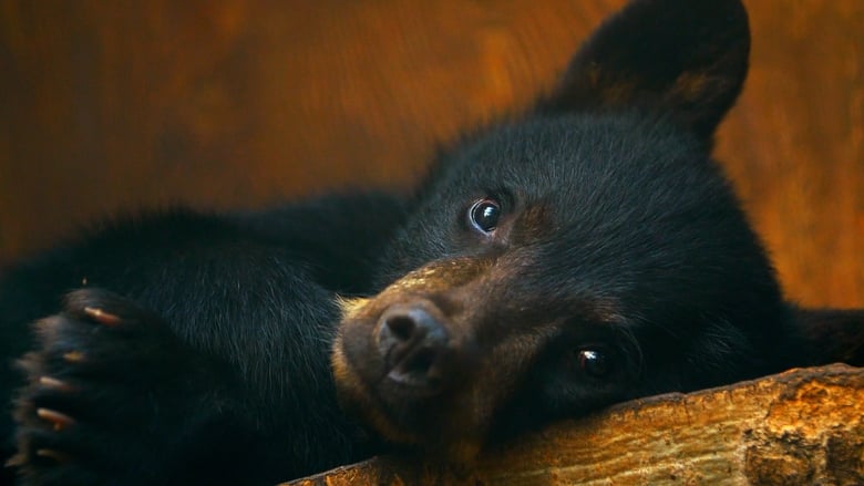 Wild Bear Rescue