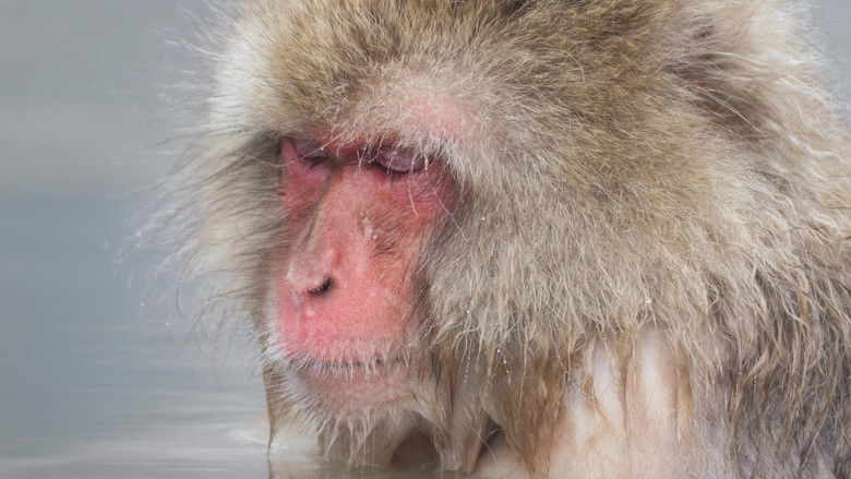 Still image for Asia's Wild Secrets season 1 episode 2: Monsoon Life