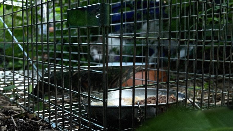 New York Cat Crisis (1970)