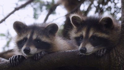 Still image for Wild Wild East season 1 episode 6: City Still image for Wild Wild East season 1 episode 6: City