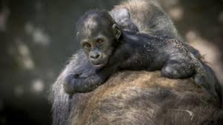 Still image for The Zoo: San Diego season 1 episode 1: Welcome to Our World Still image for The Zoo: San Diego season 1 episode 1: Welcome to Our World