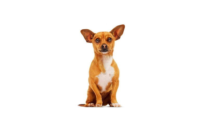 Backdrop de Beverly Hills Chihuahua Collection