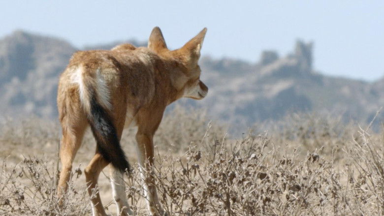 Africa's Lost Wolves
