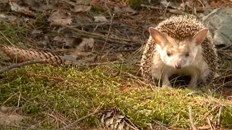 Podivuhodná cesta ježka Aladina Sezóna 1 Epizoda 4 bombuj