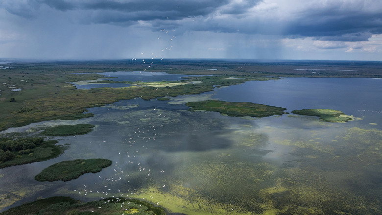 Frame from Wild Delta