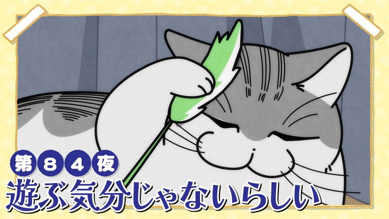 Still image for Nights with a Cat season 1 episode 84: Night 84: Doesn't Seem in the Mood to Play