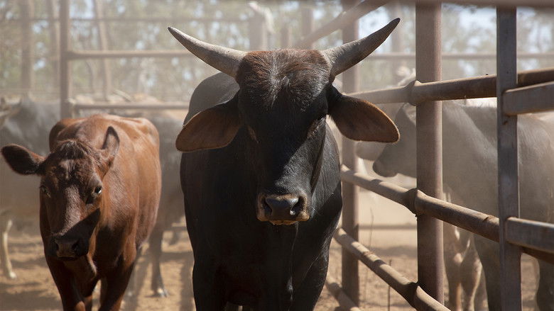 Still image for Outback Ringer season 1 episode 6: Episode 6 Still image for Outback Ringer season 1 episode 6: Episode 6