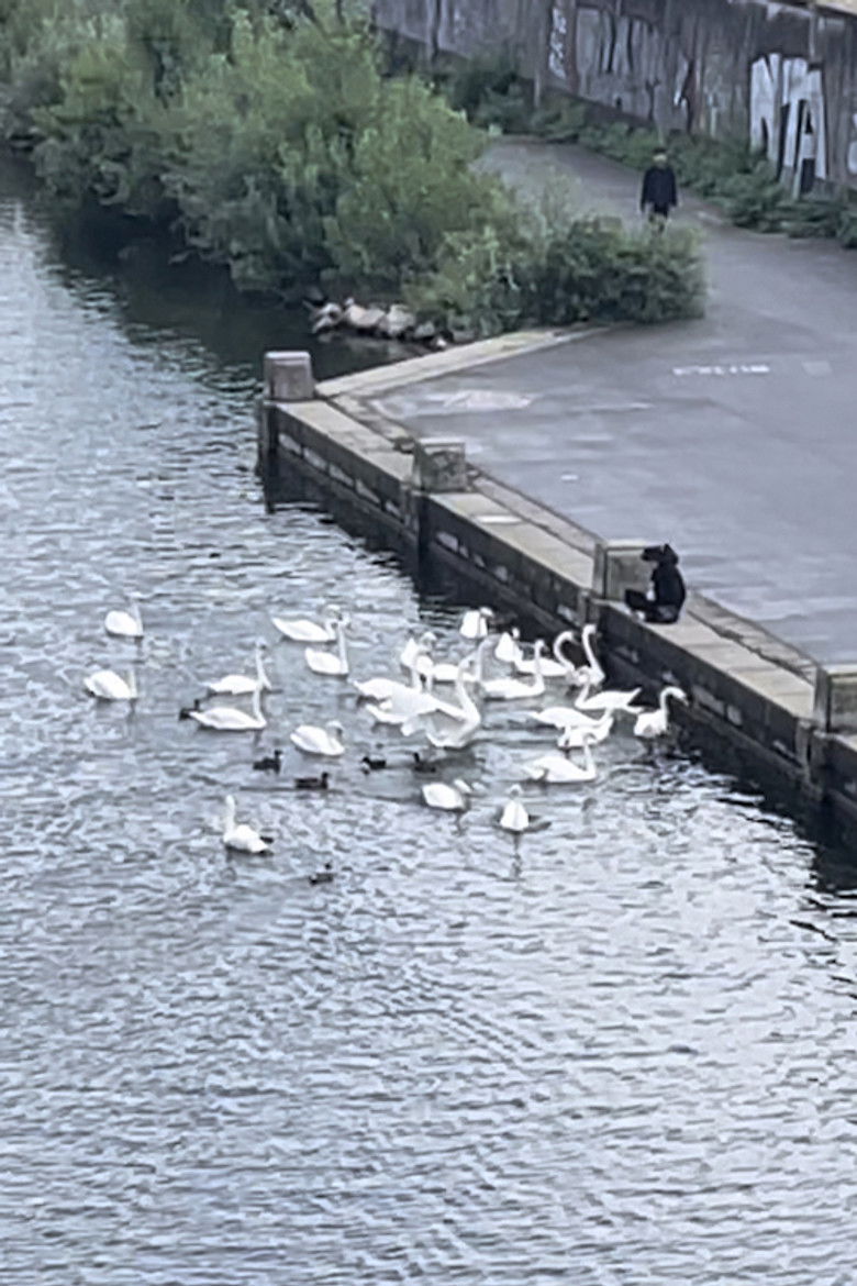 Imatge de Schwarm / 害群之马