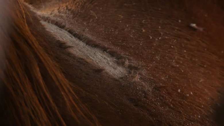 Still from The Incredible Dr. Pol - Season 24 Episode 4