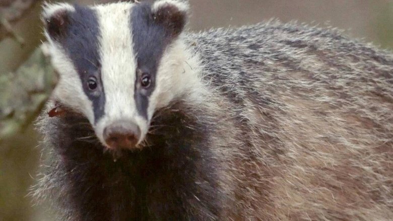 Still image for Des bêtes et des sorcières season 1 episode 4: Episode 4