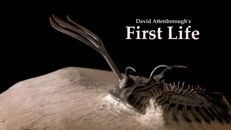 First Life