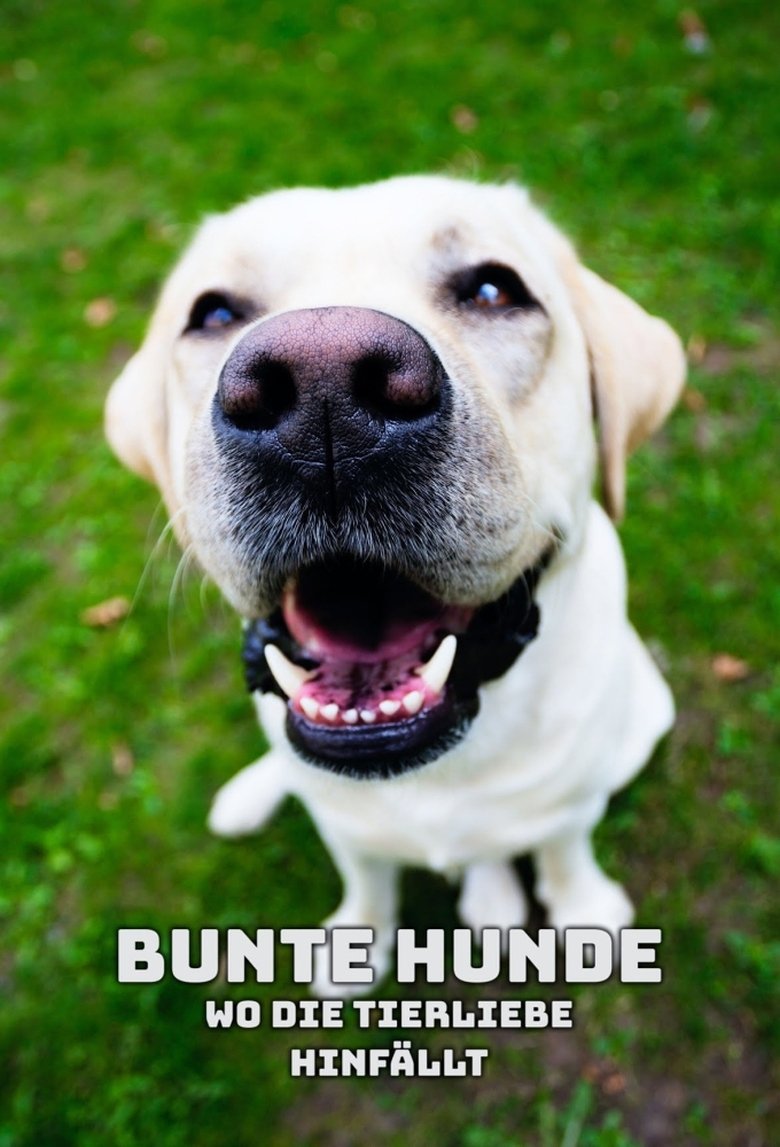 Bunte Hunde – Wo die Tierliebe hinfällt poster