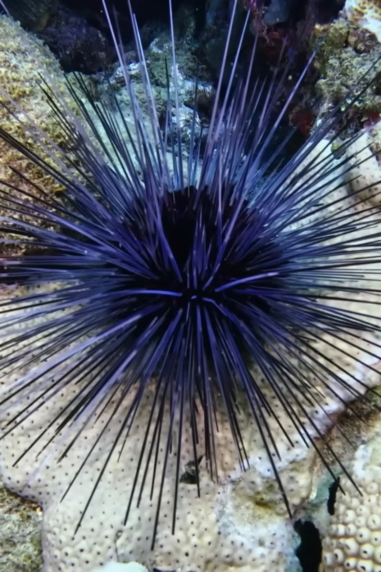 Imatge de Escambrón, playa