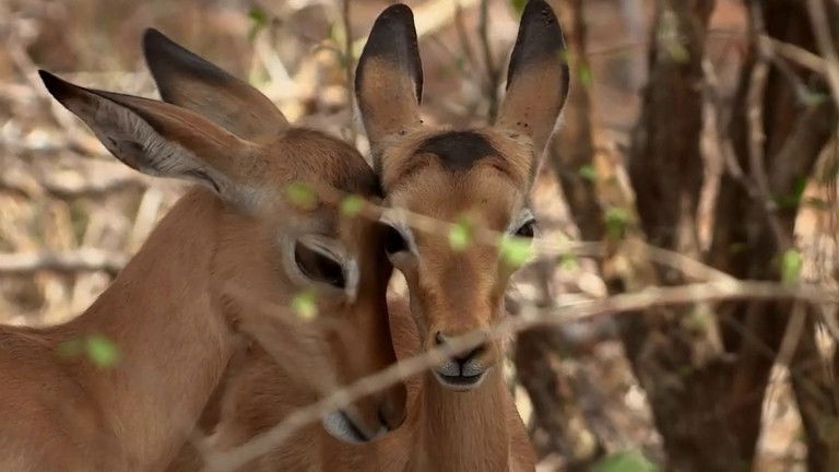 Still image for If I Were an Animal season 1 episode 27: If I Were an Impala Still image for If I Were an Animal season 1 episode 27: If I Were an Impala