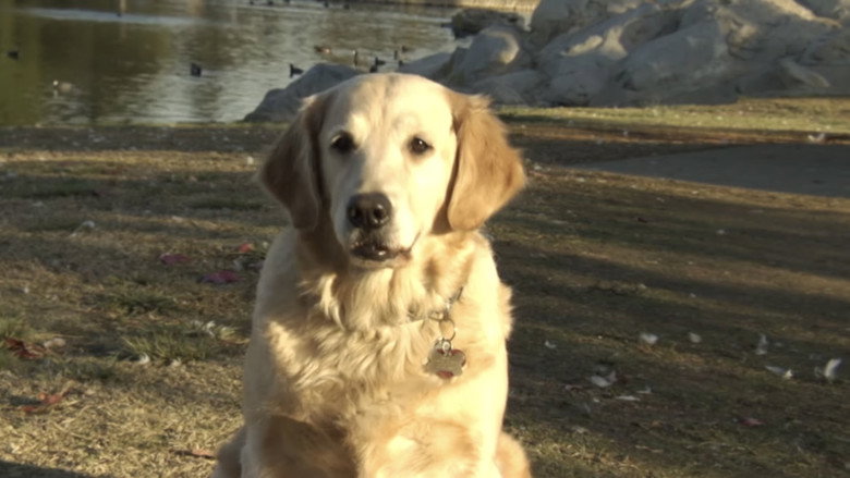 Frame from Love on a Leash