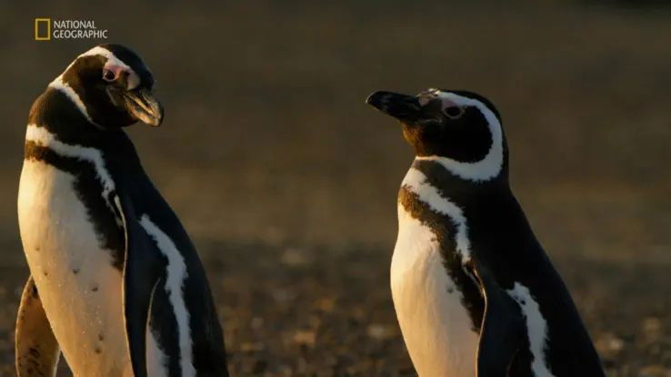 Still image for Wild Argentina: Extreme Earth season 1 episode 1: Dangerous Waters