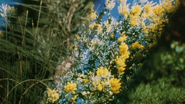 Imatge de Australian Bush