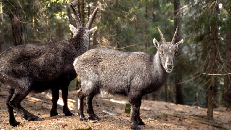 Imatge de Sopra Mille Metri