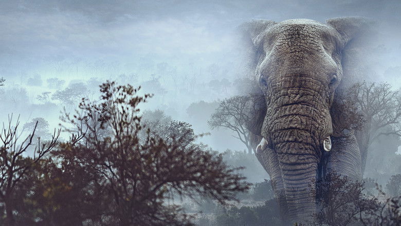 Ghost Elephants Photo 8