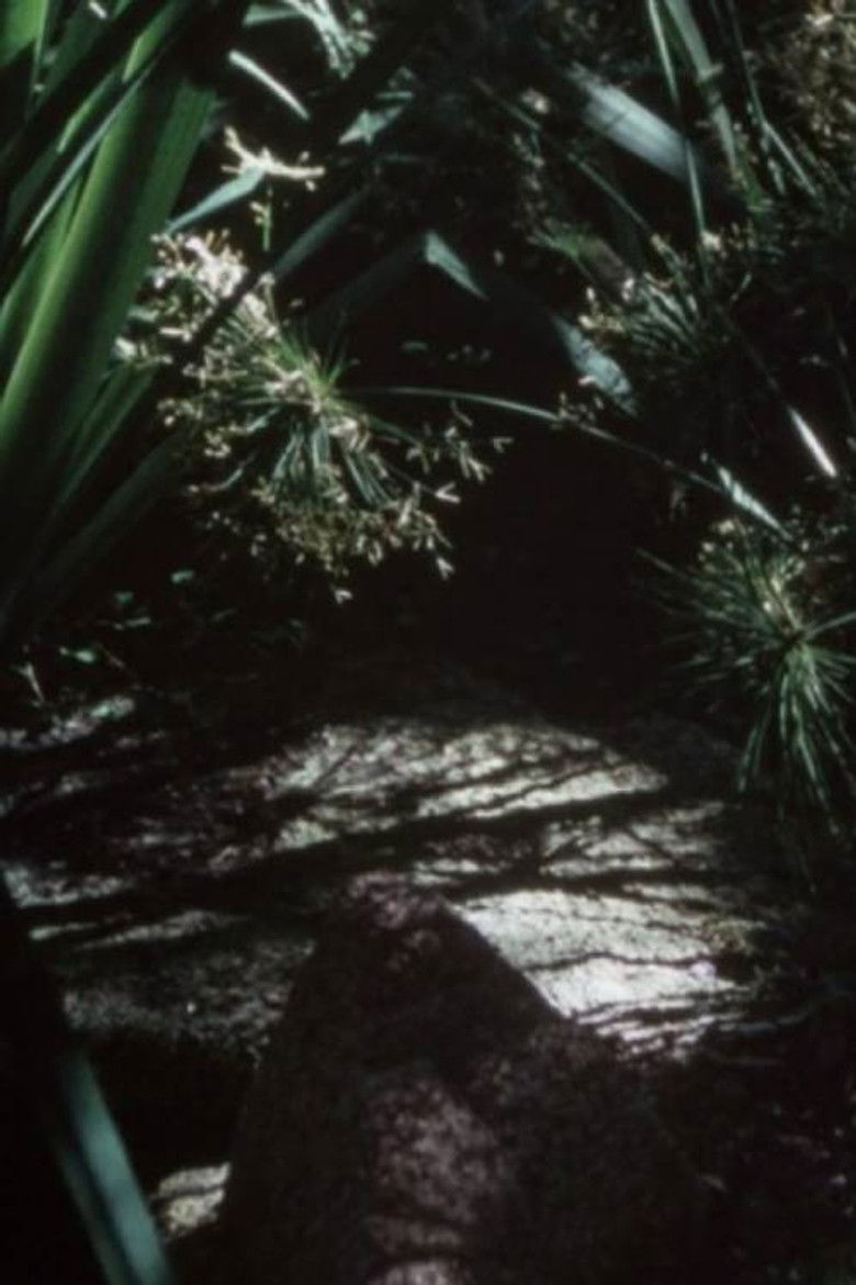 Imatge de Slow Fireworks