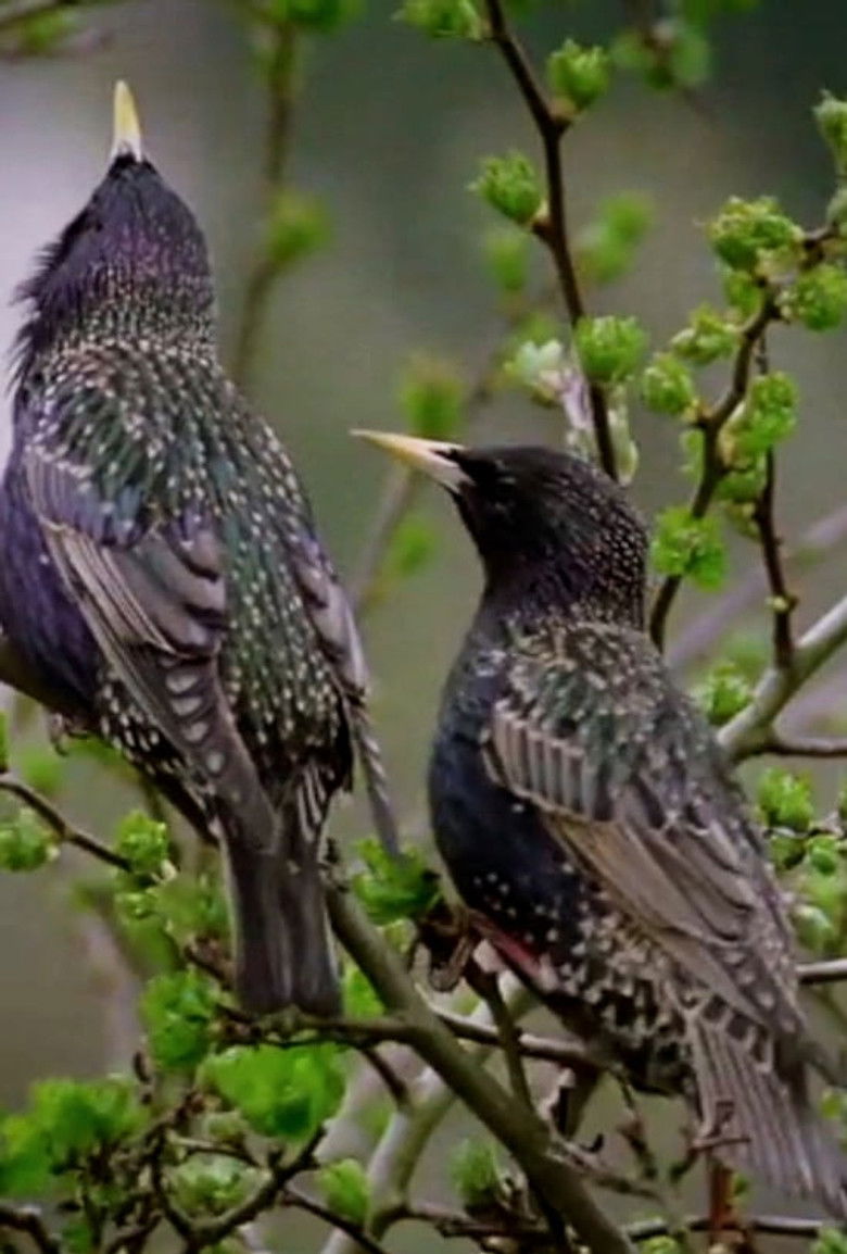 Imatge de Starens inre liv